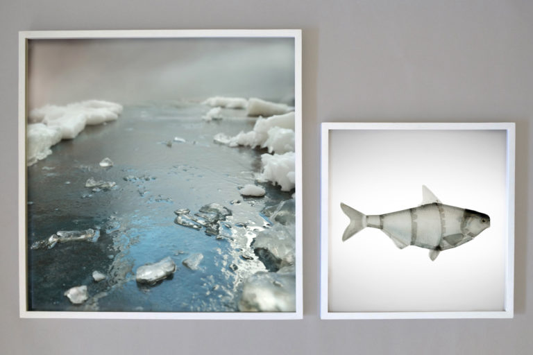 Lori Kella, _Ice and Open Water, Gizzard Shad,_ 2018. Archival pigment prints, Diptych, 30 x 50 inches 