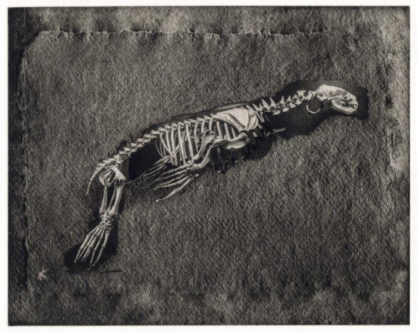Robyn Moore, _Museum Elegies (Fur Seal Remembered),_ 2019. Photopolymer gravure on Hahnemuhle Copperplate, 15 x 16¾ inches