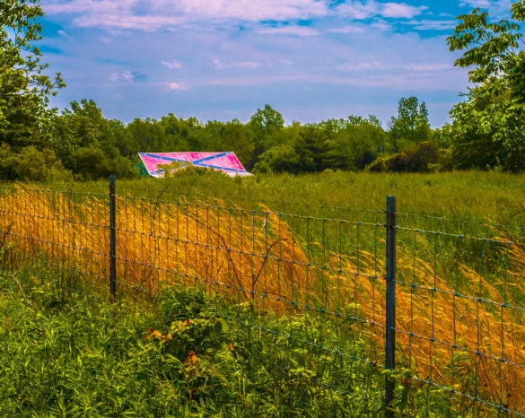 J Michael Skaggs, _Strange Fruit,_ 2019. HD aluminum metal print, 24 x 36 inches