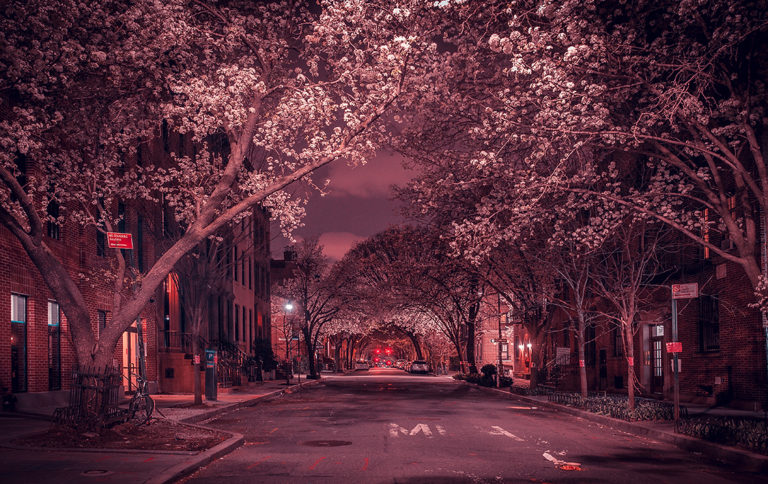 CCAC_Hicks_CHERRY-BLOSSOMS
