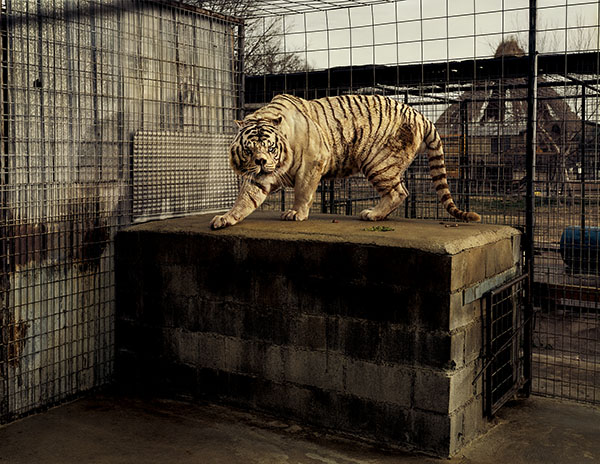 Taryn Simon White Tiger 2007, FotoFocus Cincinnati