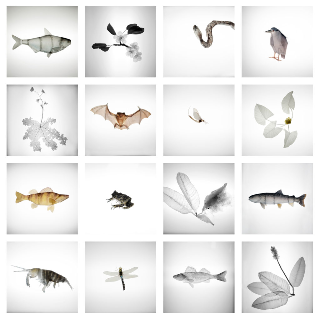 Ghost Species 16, FotoFocus Cincinnati