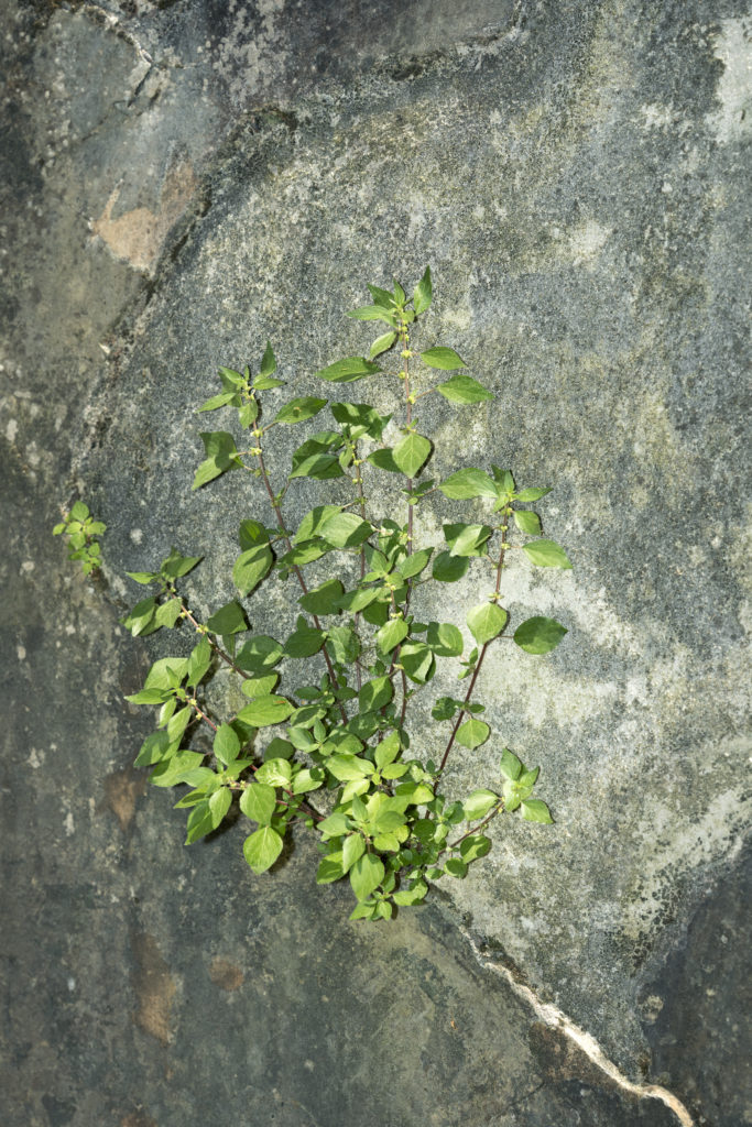 XHartt Natural World The Garden Parietaria Judaica, FotoFocus Cincinnati