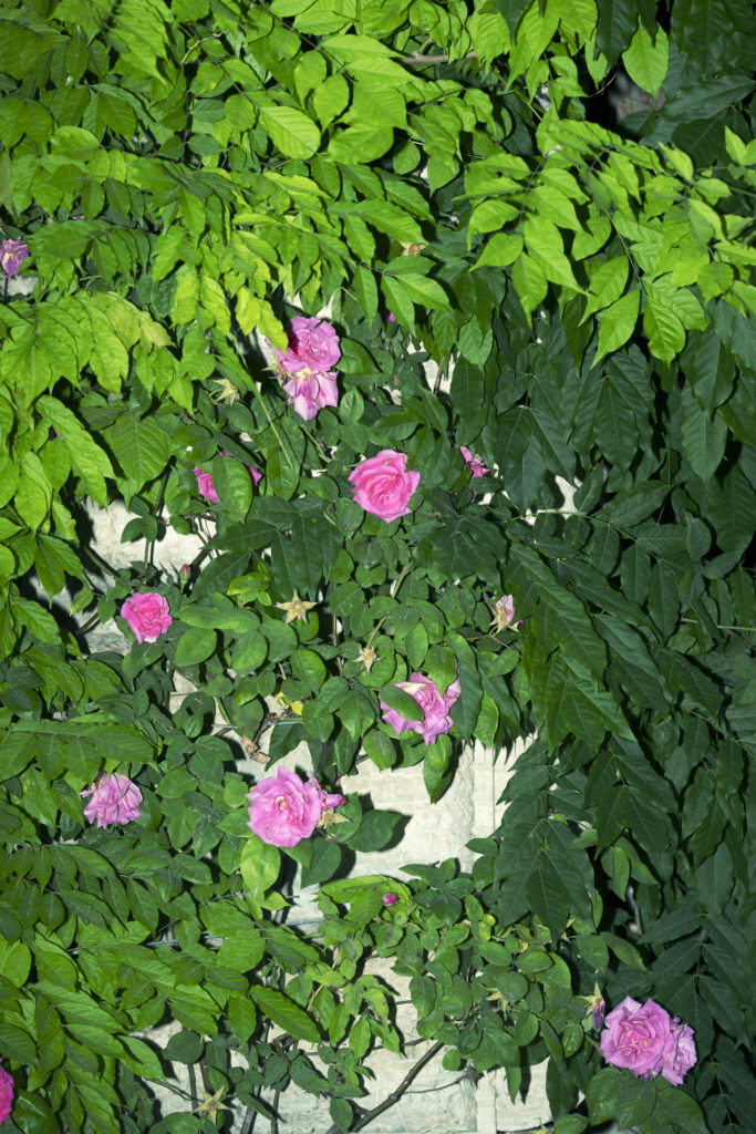 XHartt Natural World The Garden Rosa Hybrida, FotoFocus Cincinnati