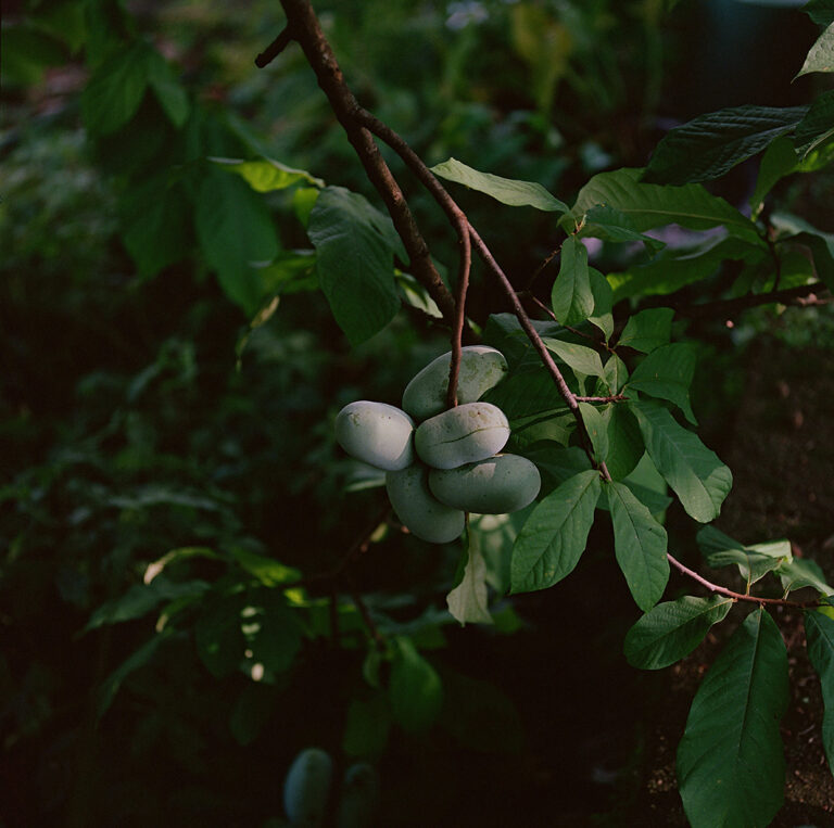 PV Lloyd Library Lore Pawpaw 01 LloydLibraryMuseum Hordinski