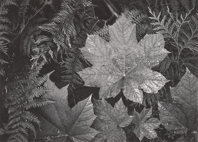 FP1 CAM Ansel Adams 03 Leaves