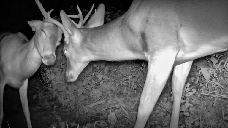 The Trail 9 19 22 3:07 am