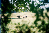 AAC Chidlaw Depth of Field 1 AAC Chidlaw Ungs Grazing