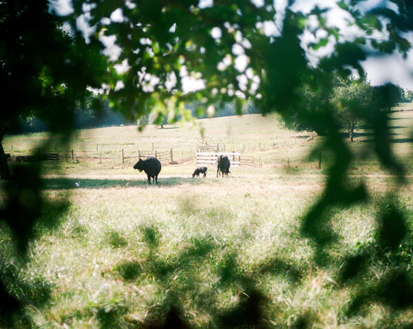AAC Chidlaw Depth of Field 1 AAC Chidlaw Ungs Grazing