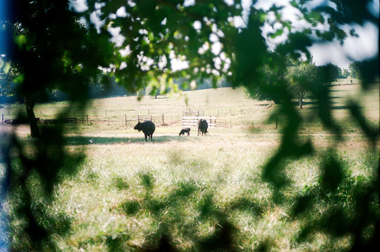 AAC Chidlaw Depth of Field 1 AAC Chidlaw Ungs Grazing