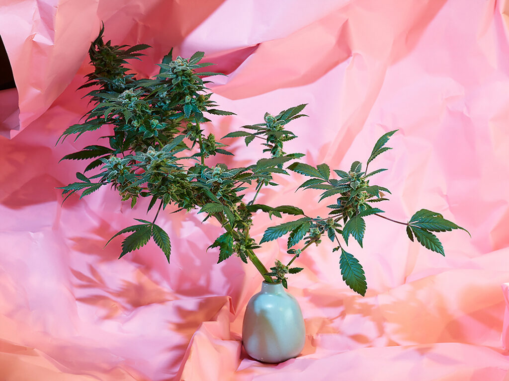 Marzena Abrahamik, _Cotton Mouth_, 2016. Archival inkjet print, 26 × 19½ inches. Courtesy of the artist BasketShop Abrahamik 2 Abrahamik Marzena 27, FotoFocus