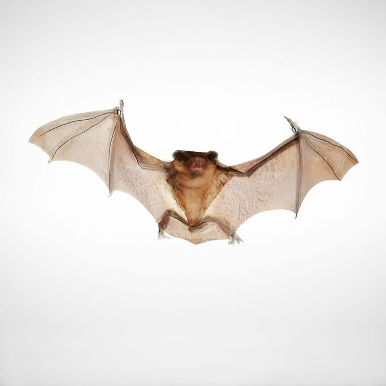 CCAD Beeler Haunting 1 Beeler Kella Ghost Species Brown Bat f