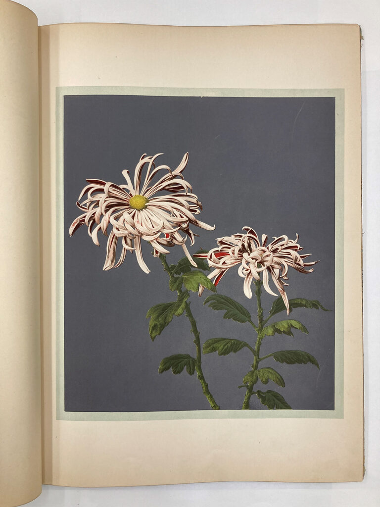 DAI Looking for Japan 1 DAI Kazumasa Plate XII Chrysanthemum Kiku 300dpi
