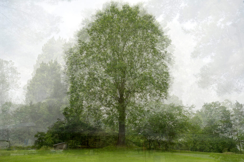 Kent Krugh, _Curtis Gates Lloyd Wildlife Management Area Tulip Poplar (Liriodendron tulipifera)_, 2025. Archival pigment print, 20 x 30 inches. Courtesy of the artist Lloyd Library Beyond The Gate 3 Lloyd Library Krugh Red Oak Quercu Rubra, FotoFocus