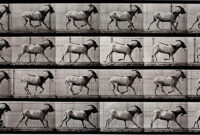 Miami Hiestand Unfolding Stories 1 US Muybridge Goat