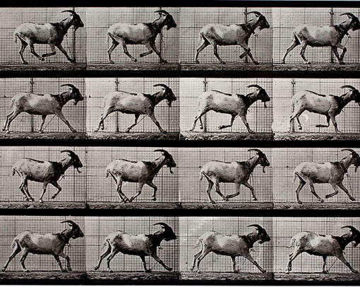 Miami Hiestand Unfolding Stories 1 US Muybridge Goat