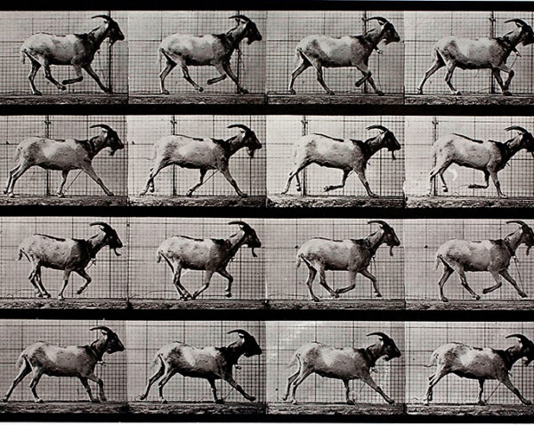 Miami Hiestand Unfolding Stories 1 US Muybridge Goat